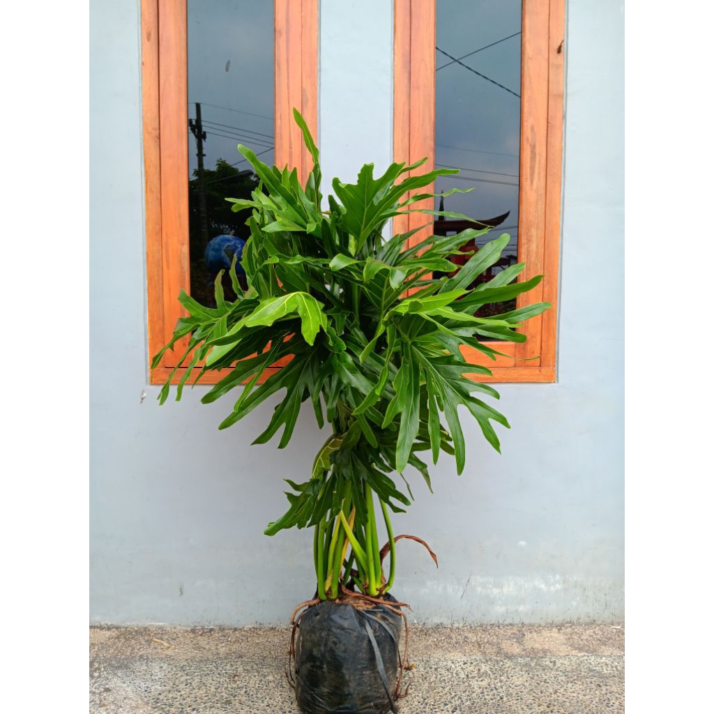 Promo  Tanaman Hias Philodendron Selloum | Philo Jari | Jendron Jumbo Besar Tinggi