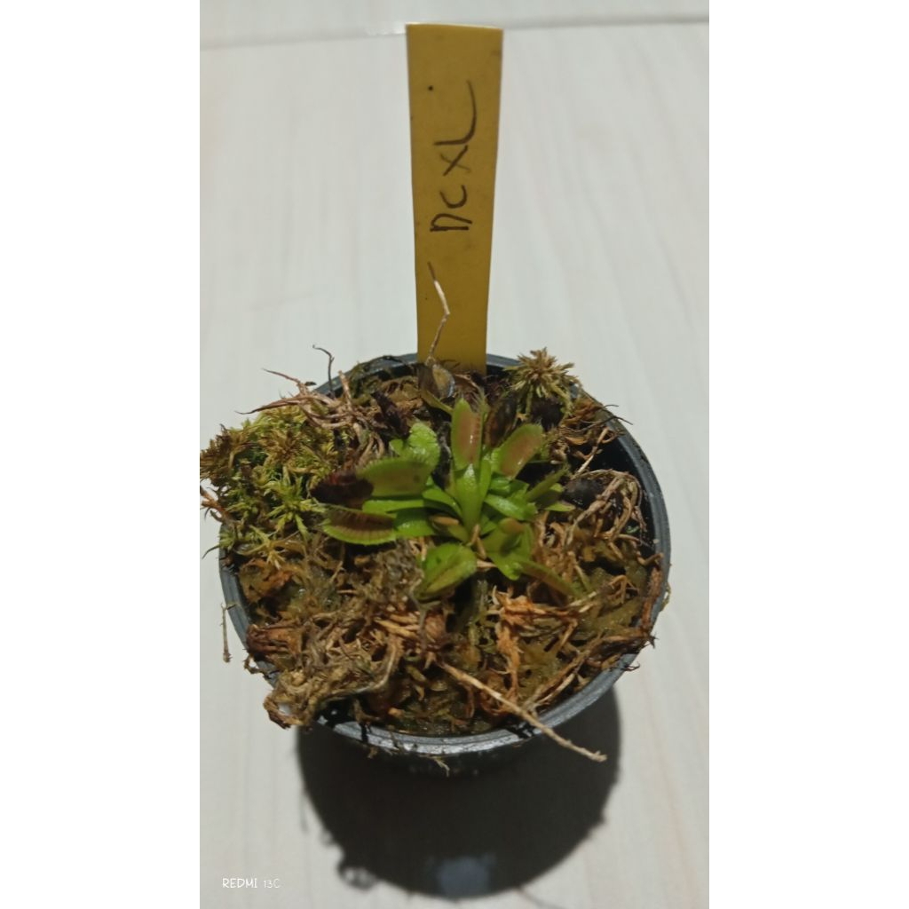 venus fly trap DCXL