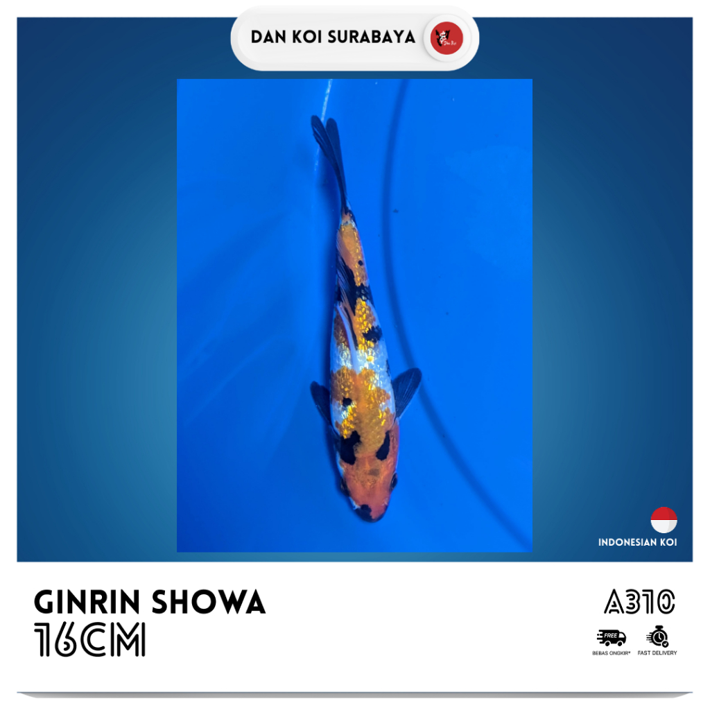 Ikan Koi Ginrin Showa Kode A310