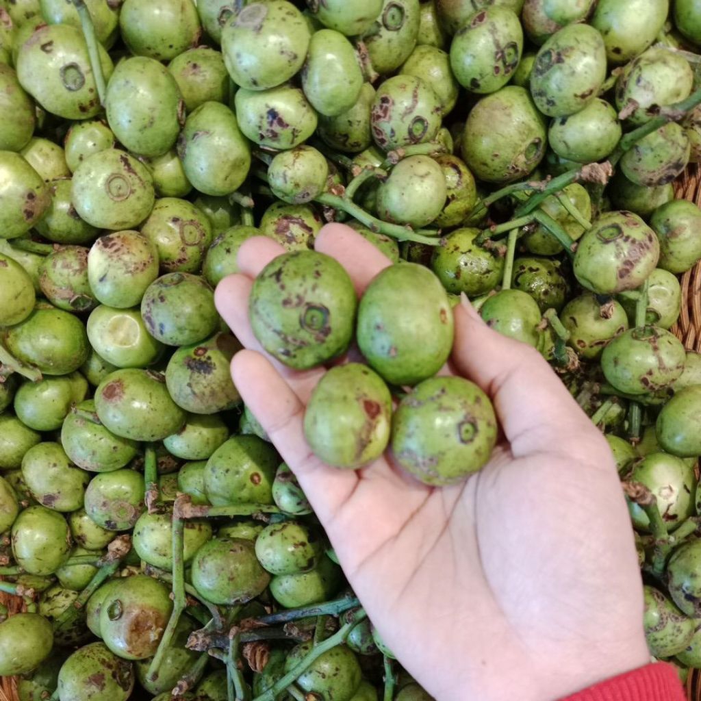 

Kupa hijau