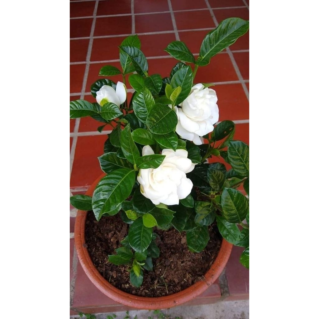 Pohon kaca piring - Kaca piring bunga putih - Tanaman hias kaca piring