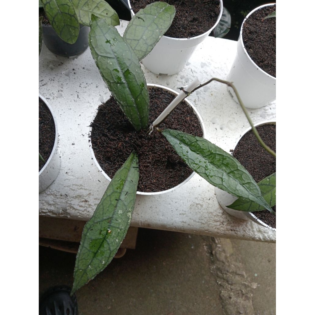 hoya clemen sp kalimantan,aceh , Borneo