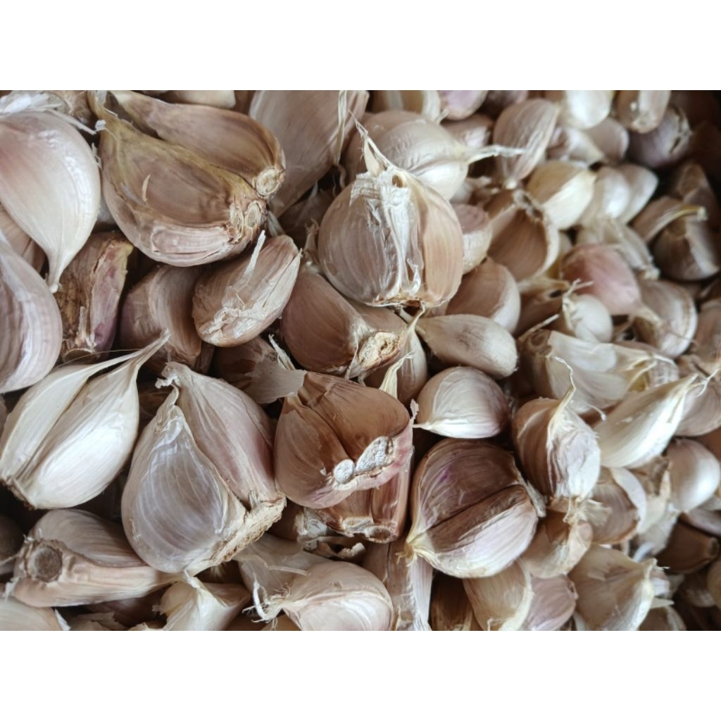 

BAWANG PUTIH KATING 1 KG KONDISI BERSIH