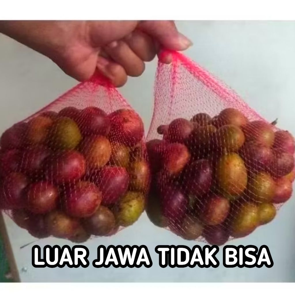 

Buah Matoa 1 Kg Fresh Manis Daging Tebal