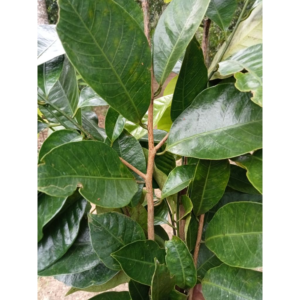 

DAUN PALA segar 100 lembar