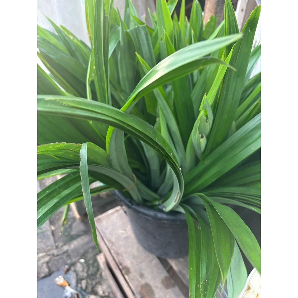 

Daun Pandan Segar harga per ikat