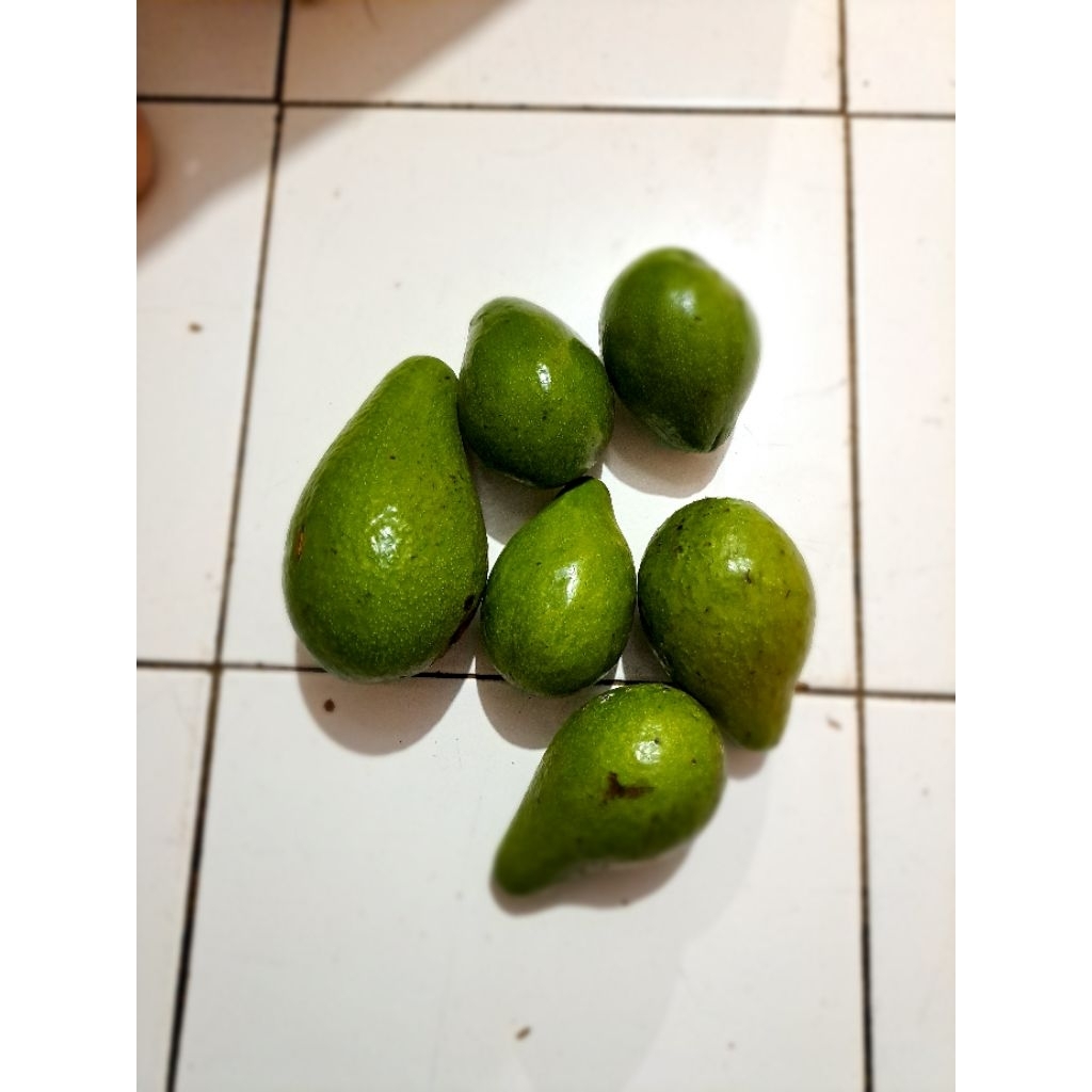 

Alpukat Mentega Lampung 1 Kg