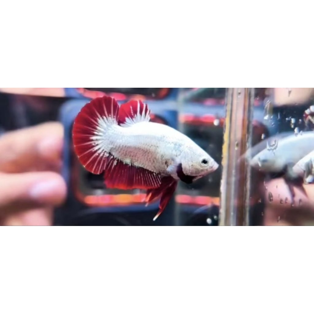 1 betta bonsai red dragon + 1 bonsai hmdt vampire butterfly+ 1 HM white + packing 5k
