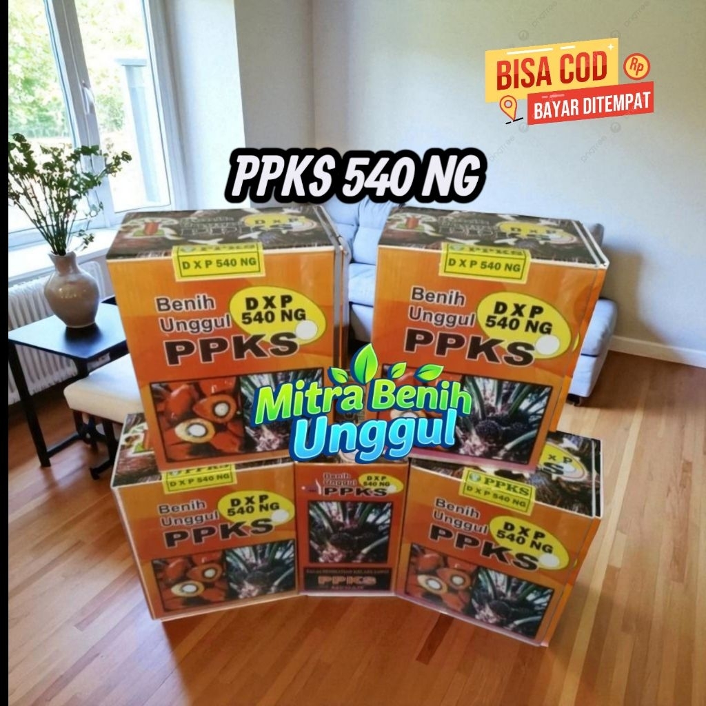 Benih  unggul kecambah DxP PPKS 540 Ng