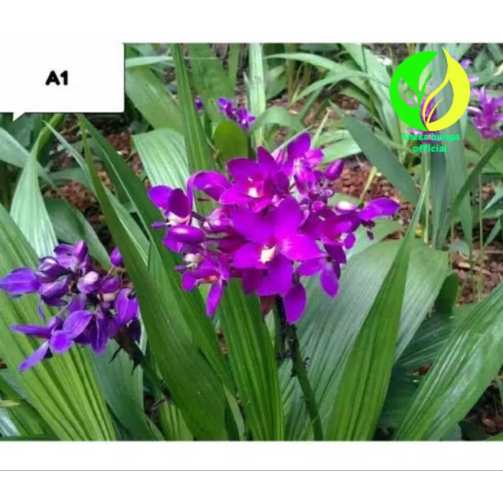 POHON BUNGA ANGGREK TANAH UNGU / TANAMA HIAS ANGGREK TANAH BUNGA UNGU