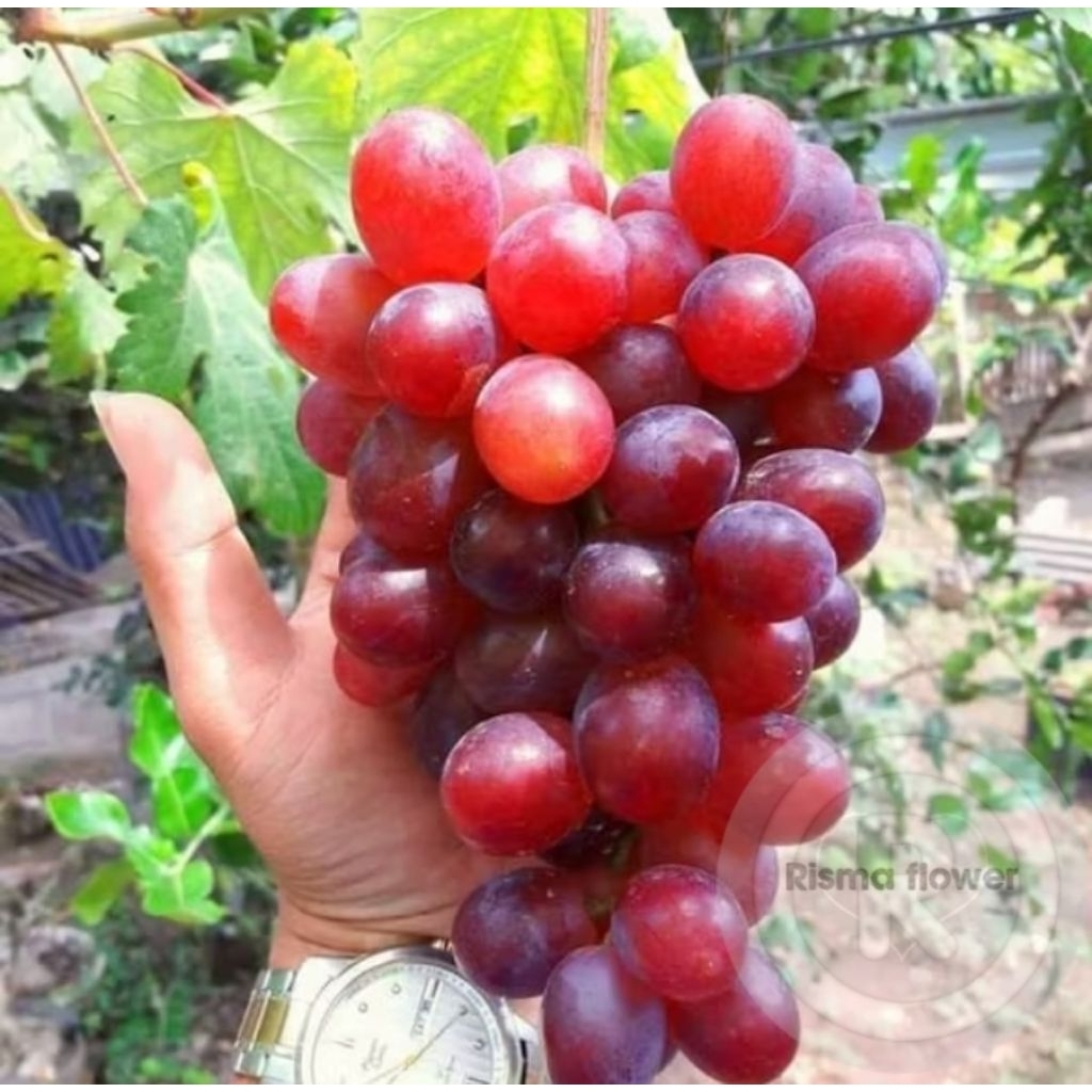 POHON BUAH ANGGUR IMPORT NINEL ASLI / TANAMAN BUAH ANGGUR IMPORT NINEL