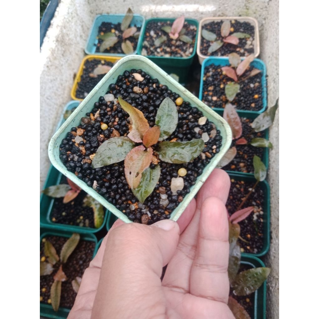 Cryptocoryne Flamingo Pink (Emersed) #cfm011