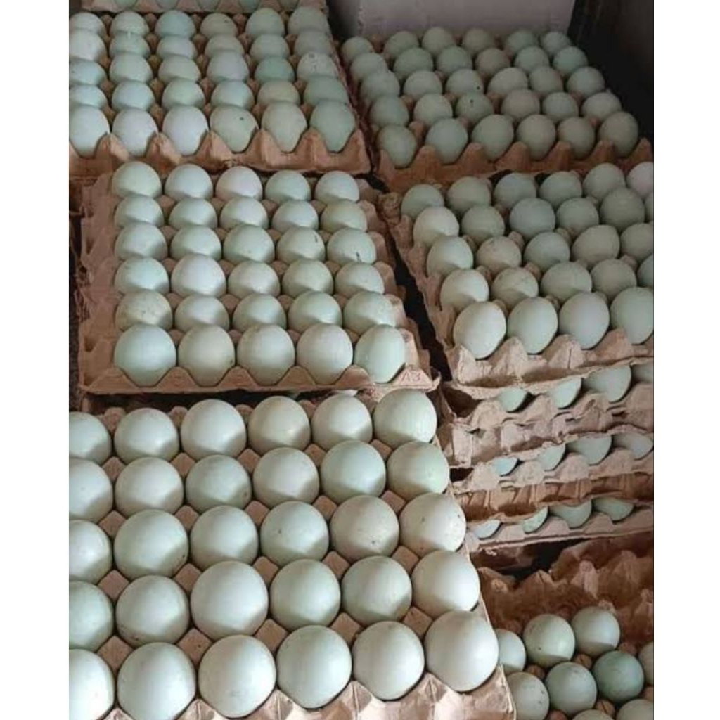 

telur bebek mentah 1 pireng isi 30 biji pilihan bppn