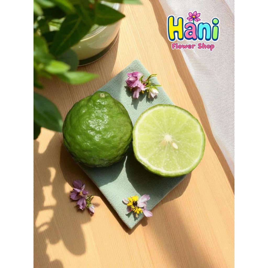 

JERUK PURUT SEGAR 1 PCS