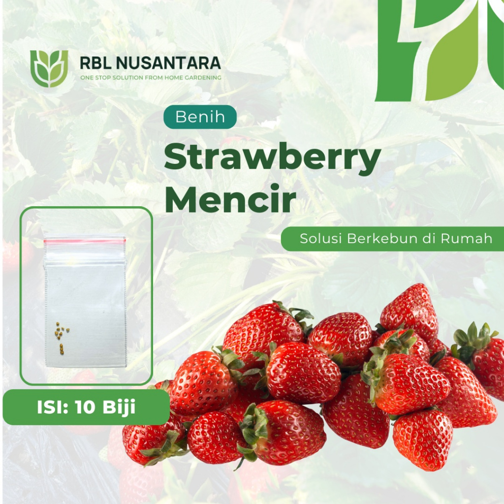 RBLN - 10 Benih Buah Strawberry Mencir Dataran Rendah