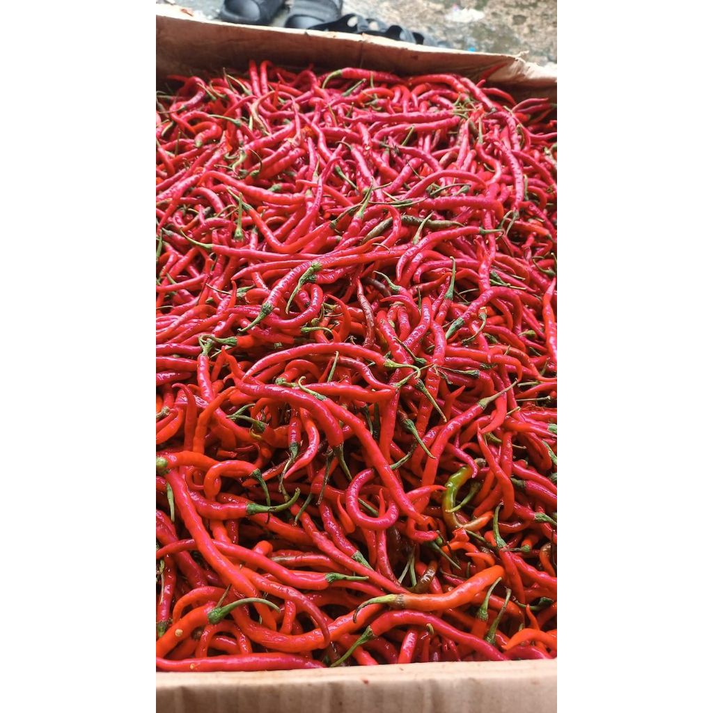 

Cabe Keriting Merah/Hijau Harga Terjangkau Fresh Pengiriman Instant 1kg