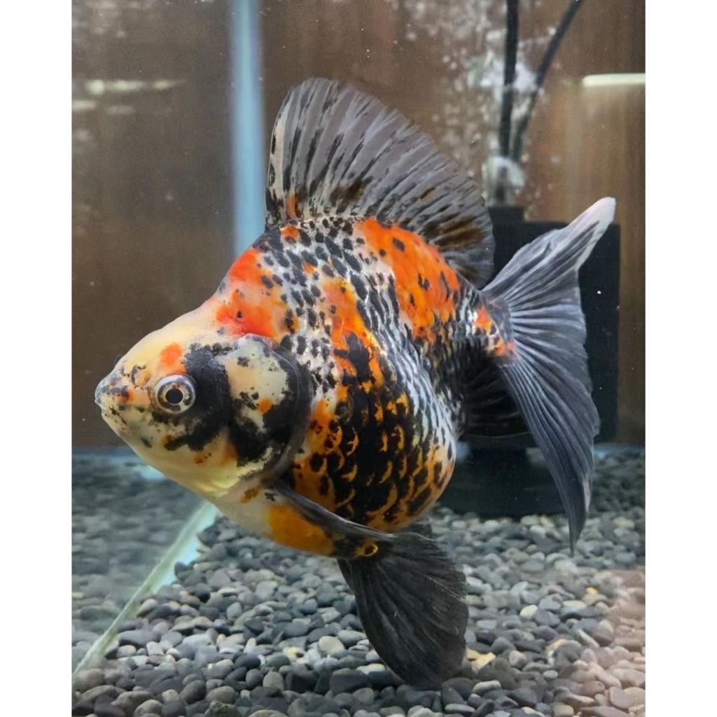 KOKI RYUKIN  pancawarna DEWASA (JUMBO aquascape)