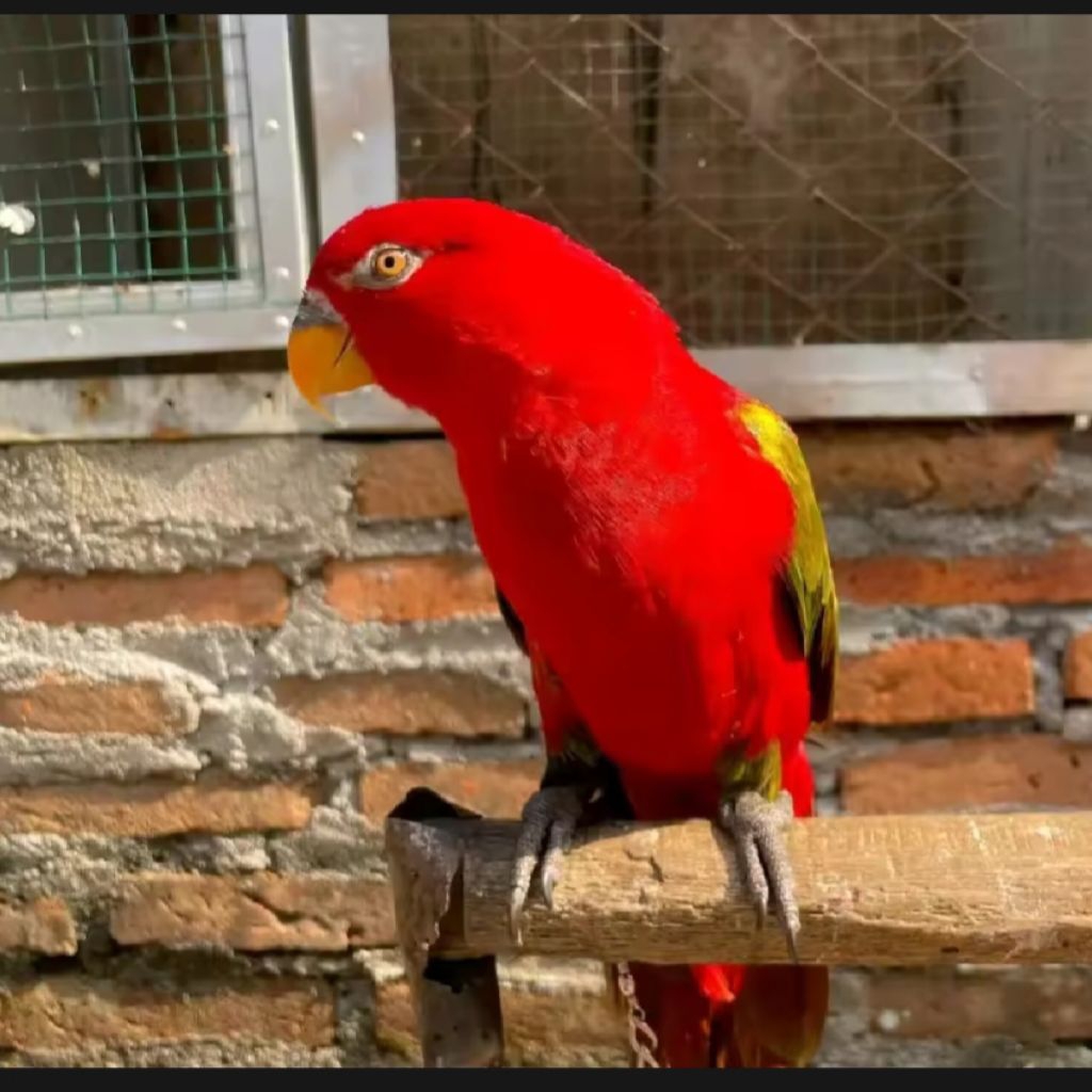 

telur fertil nuri redlorry 2 butir garansi menetas 100%