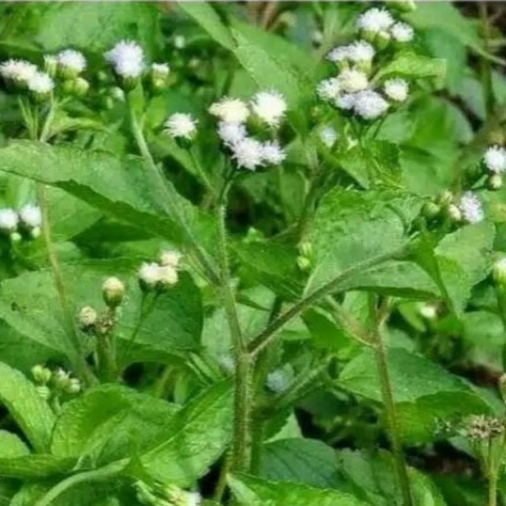 

daun bandotan 1kg