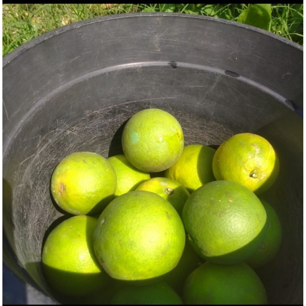 

Jeruk Peras Manis/Baby Java full manis tanpa pemanis buatan 1000g