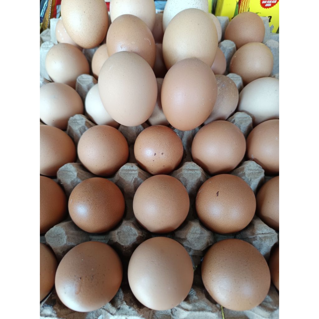 

Telur Ayam Eropa Ukuran Sedang