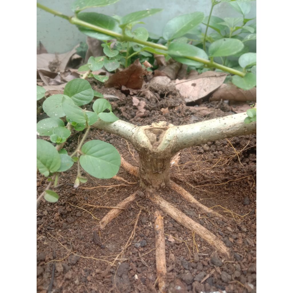 Shopritz Sancang Bahan Mame Akar Mutar Sehatdan Kuat