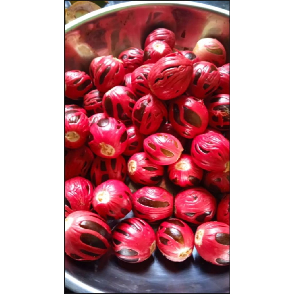 

Biji pala tua bisa buat bibit /1kg