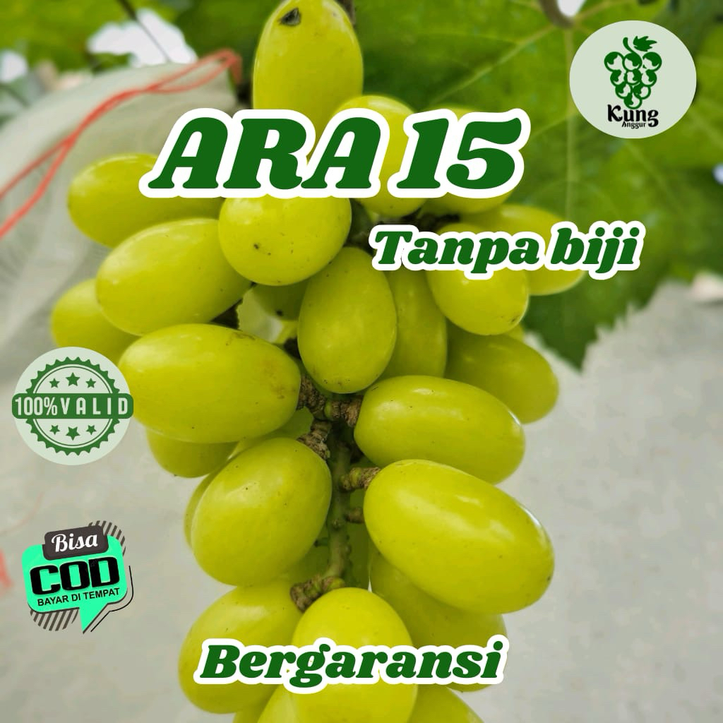 

Bibit Anggur Import Varian Ara 15 100% Valid KUNG ANGGUR