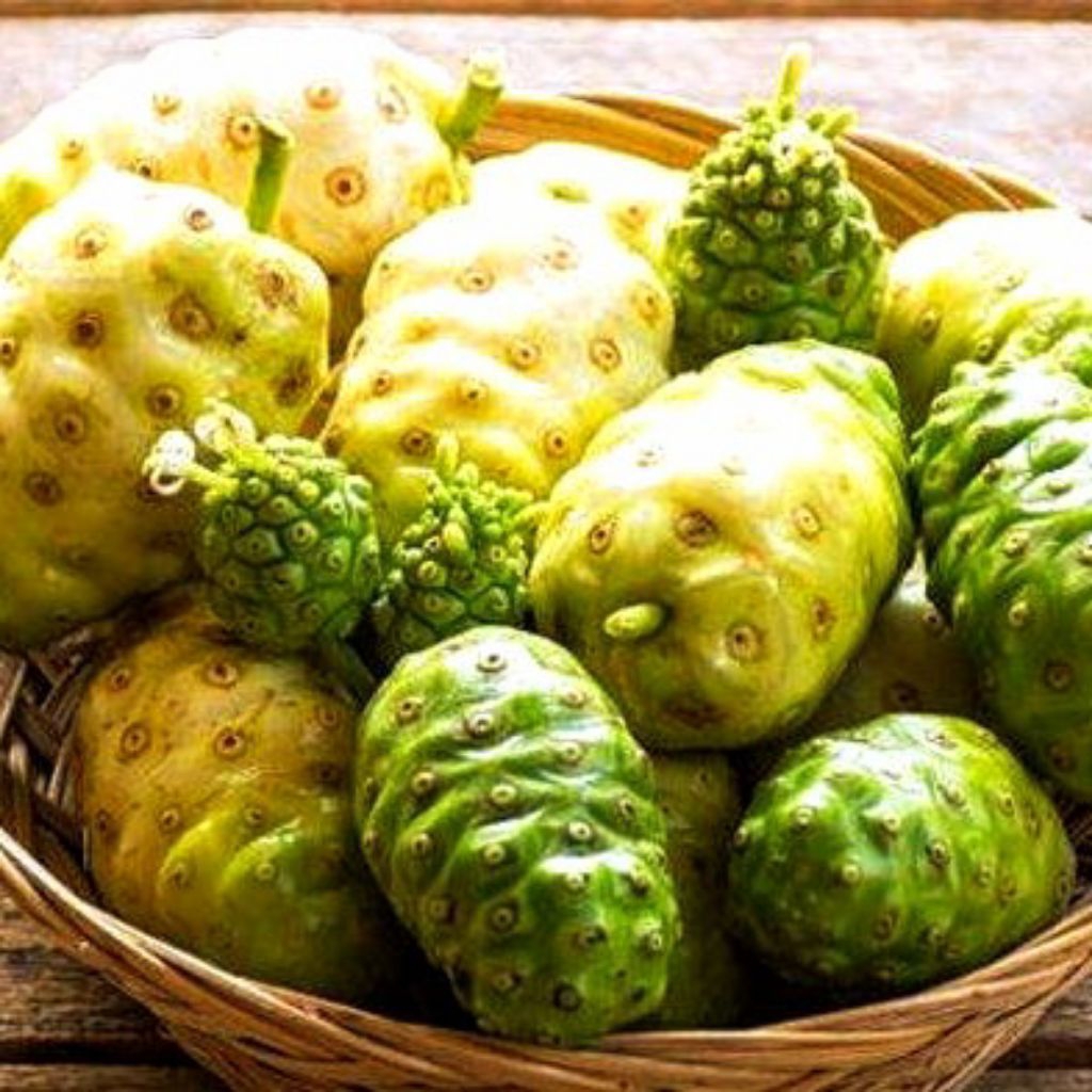 

1pcs Buah Mengkudu segar alami tanpa bahan kimia langsung dari pohon