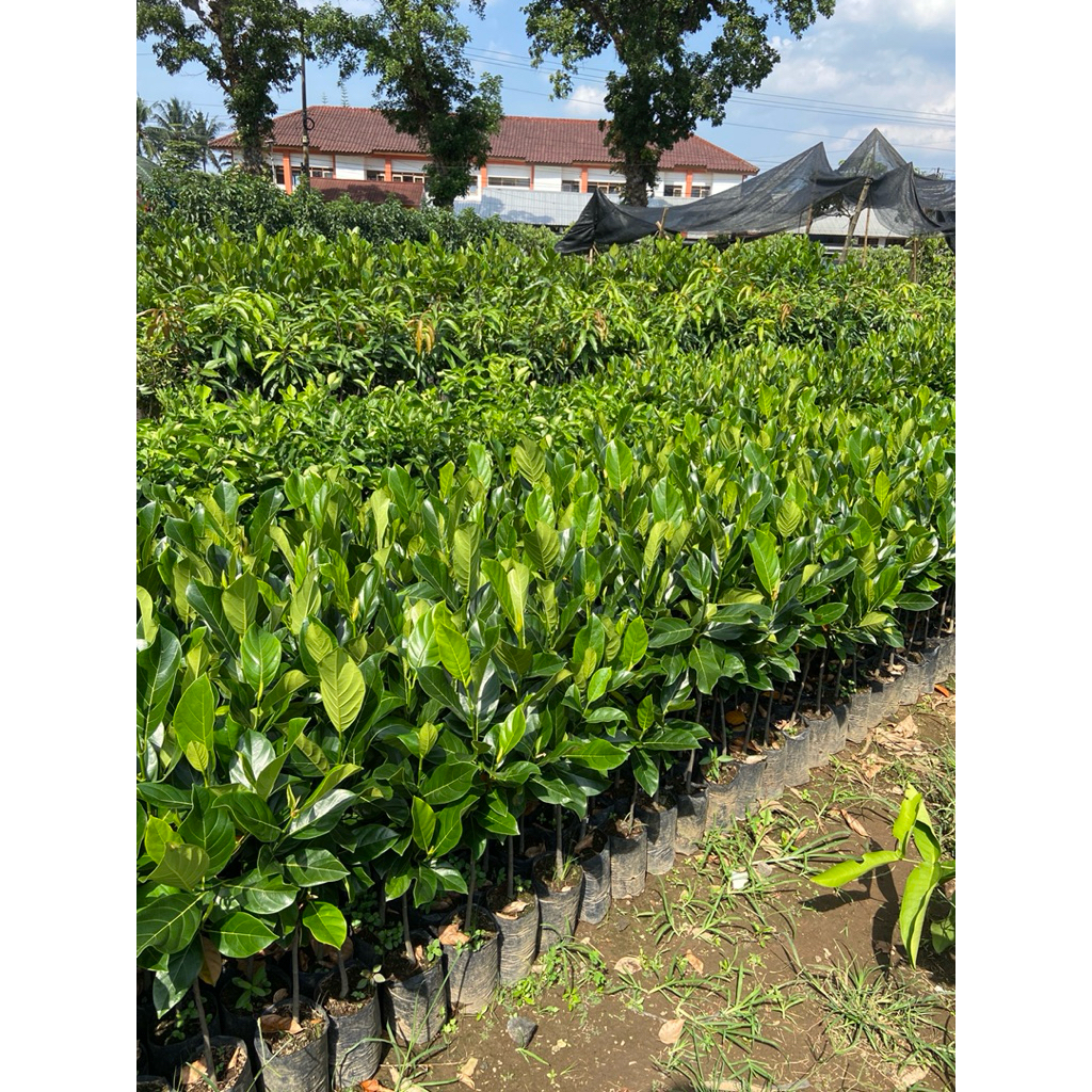 Bibit Nangka Madu, Nangka J33