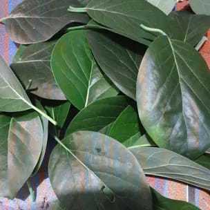 

daun alpukat segar fresh 50 lembar
