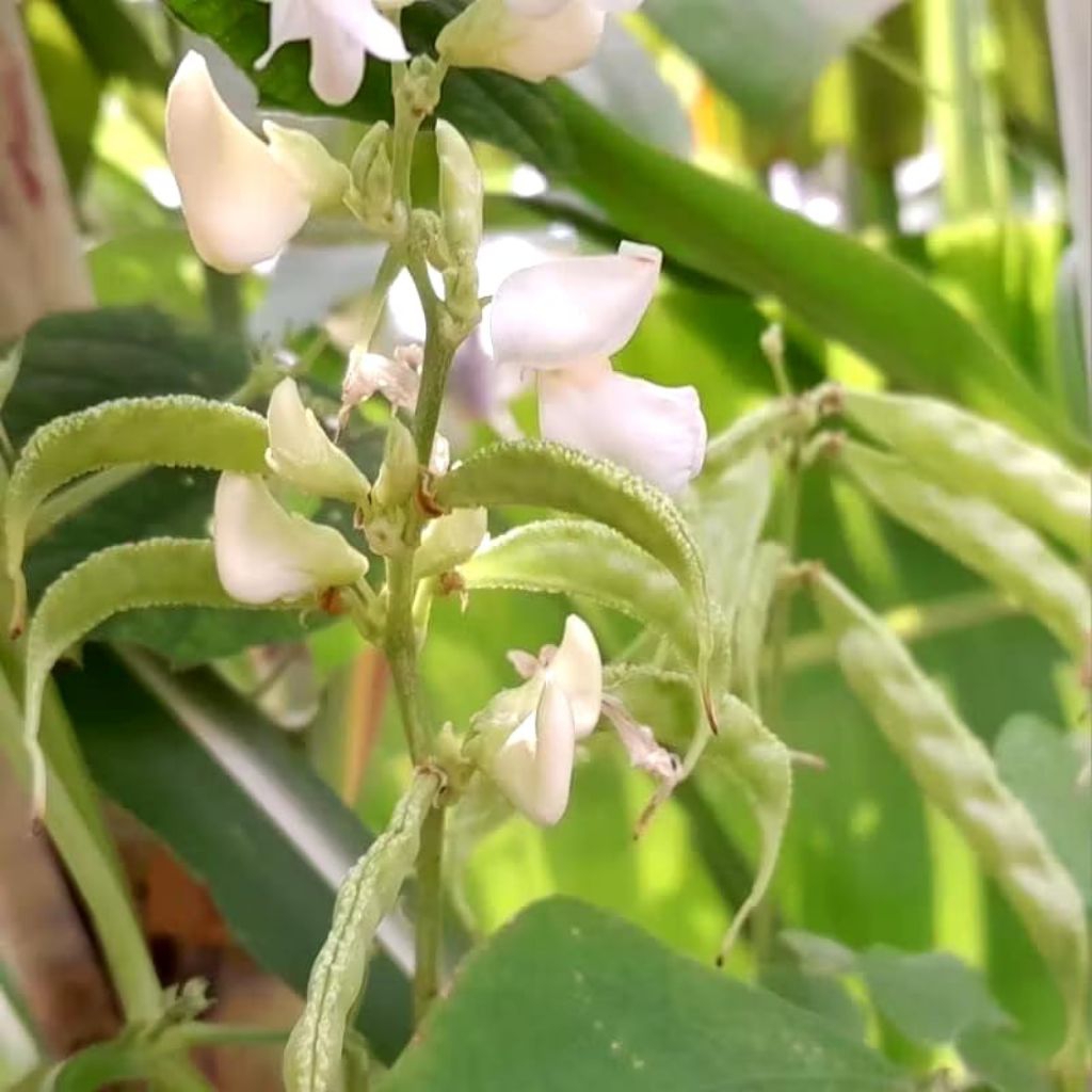 

BENIH KORO PEDANG 50BIJI