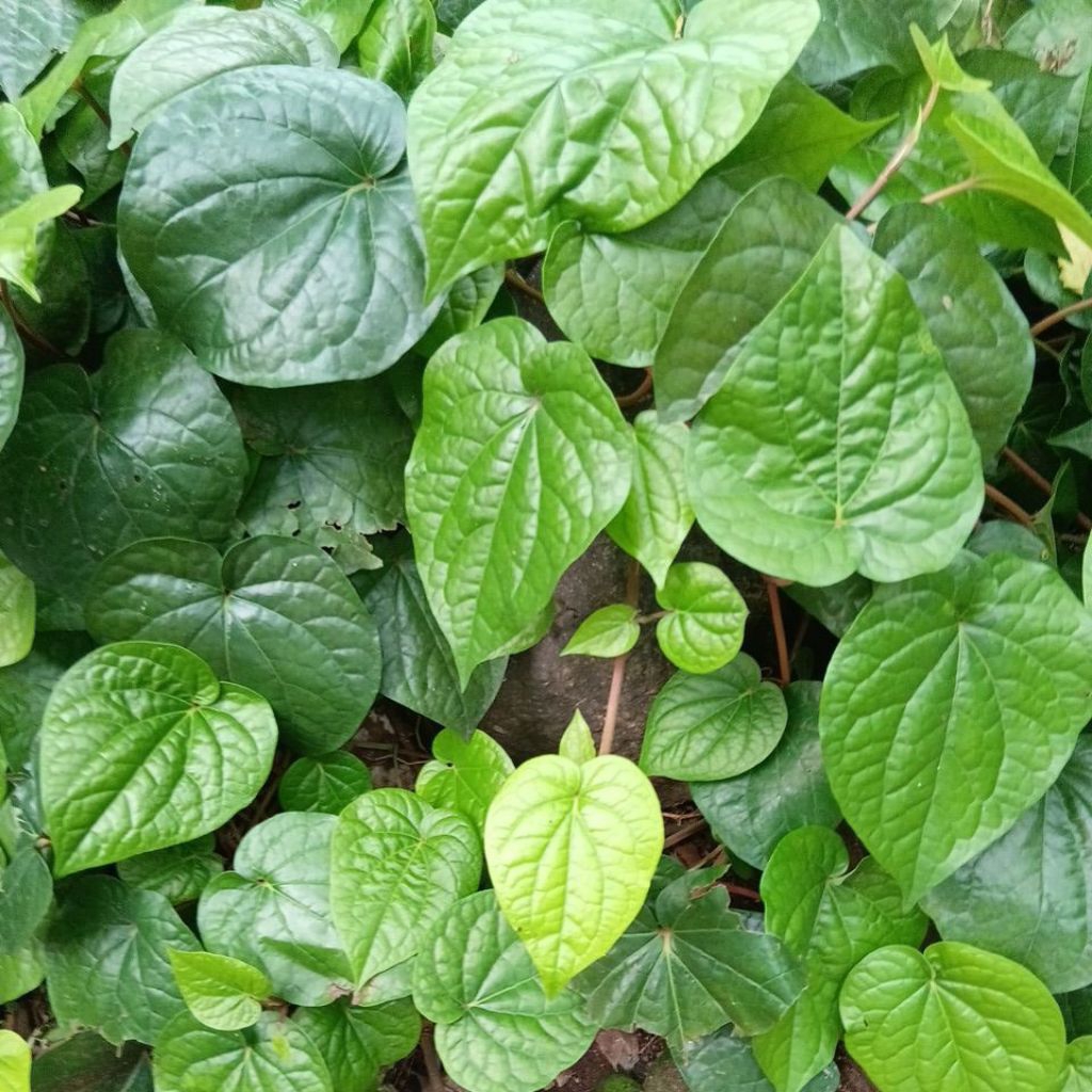 

Daun sirih Murah fresh 15Lembar