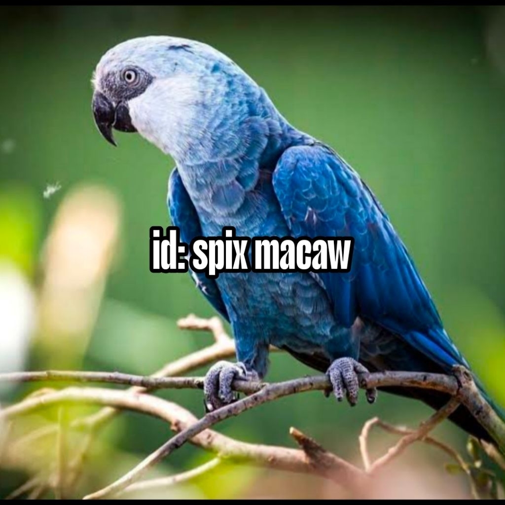 

Telur burung macaw Spix blue fertil siap ditetaskan