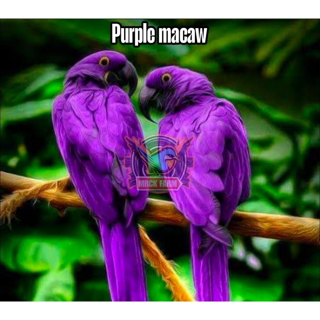 

Telur fertil makaw Purple siap ditetaskan