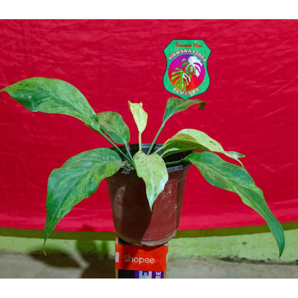 tanaman gelombang cinta varigata putih / anthurium gc varput