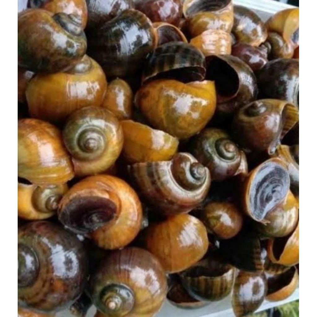 

Keong sawah hidup/keong mas berat 500g, Banyak manfaat