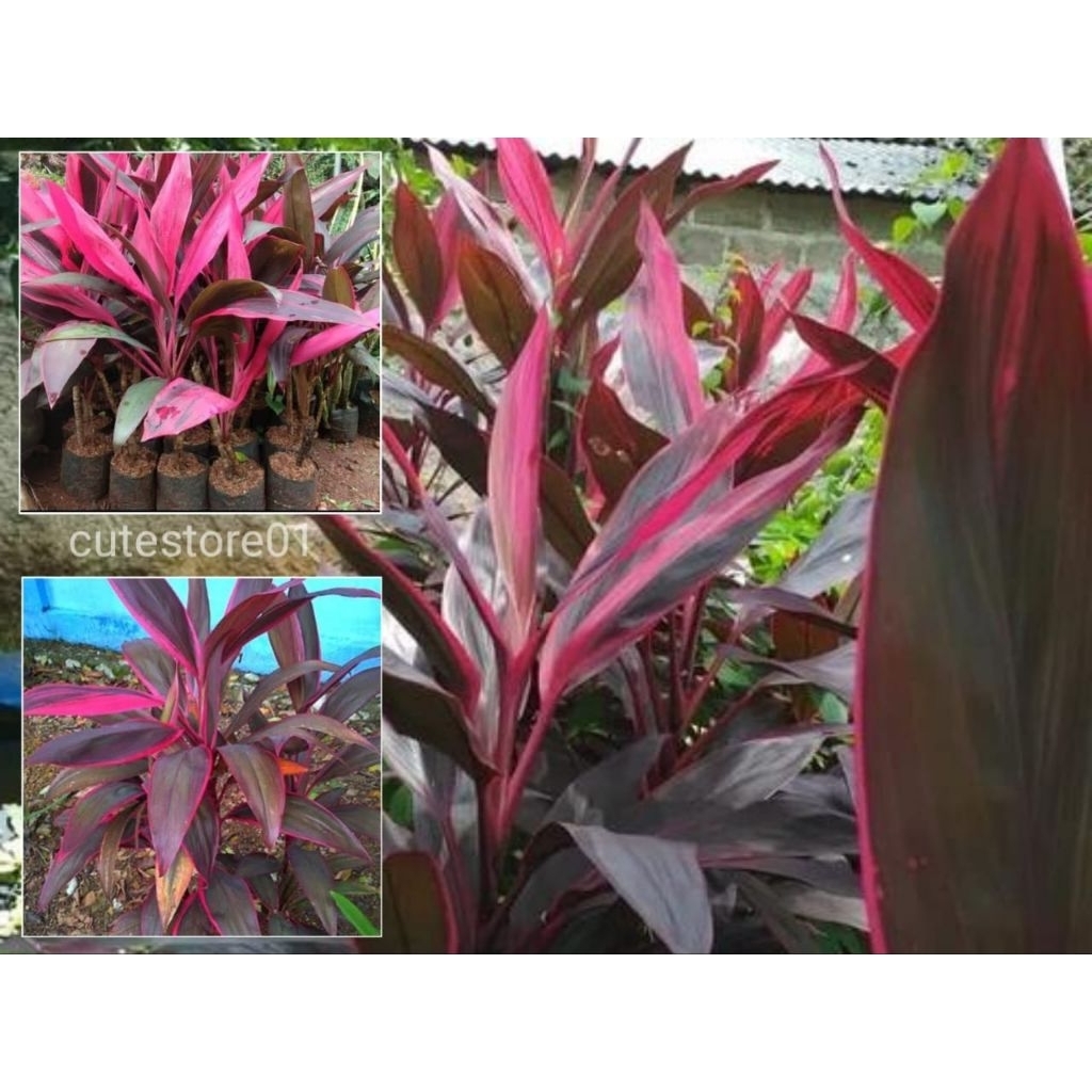 Bonsai Hanjuang Merah Berdaun