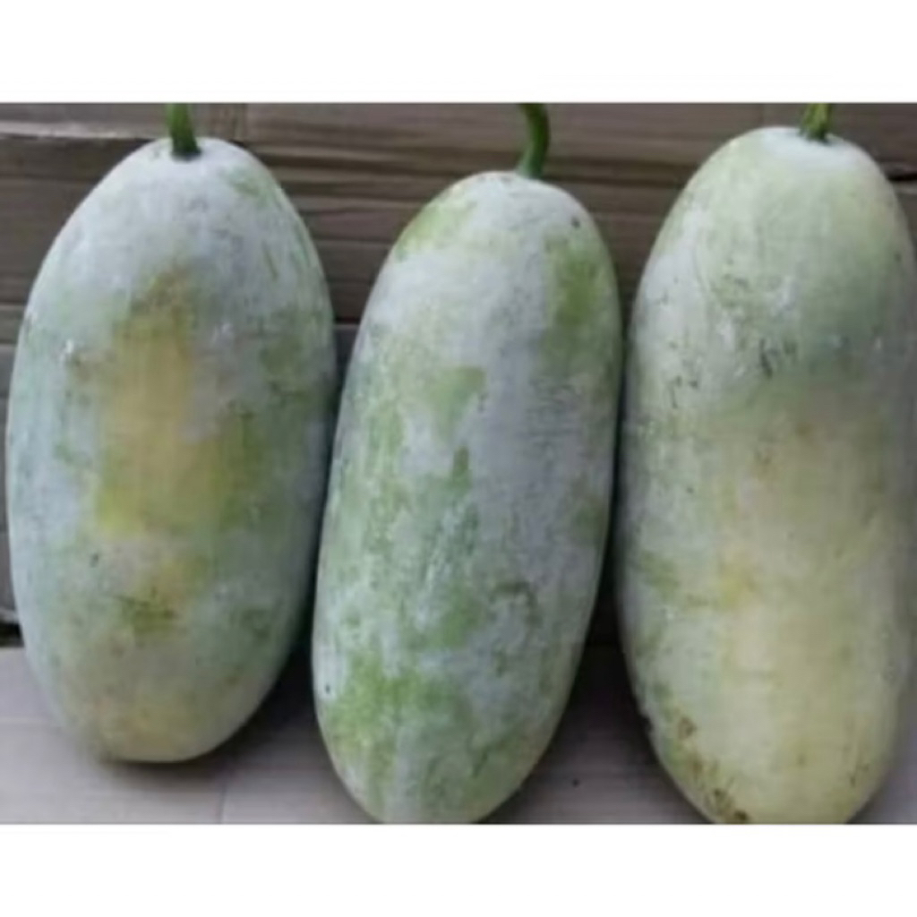 

Buah Kundur atau Bligo 1,5 kg Obat Herbal 1 Buah