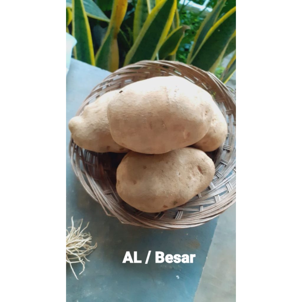 

Kentang Kuning Mentega Punel Tengger Bromo uk AL/Besar kemasan 1.000 gr/1 kg