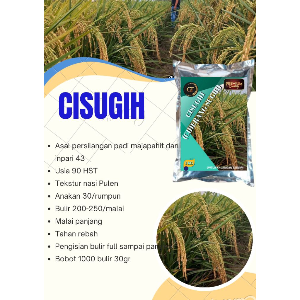 BENIH PADI CISUGIH (CIHERANG SUGIH) PREMIUM ORIGINAL