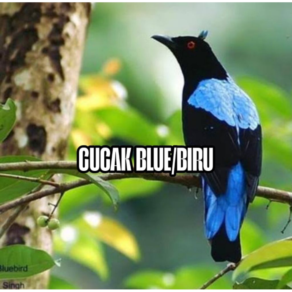 

Promo Telur cucak blue/biru fertil siap ditetaskan
