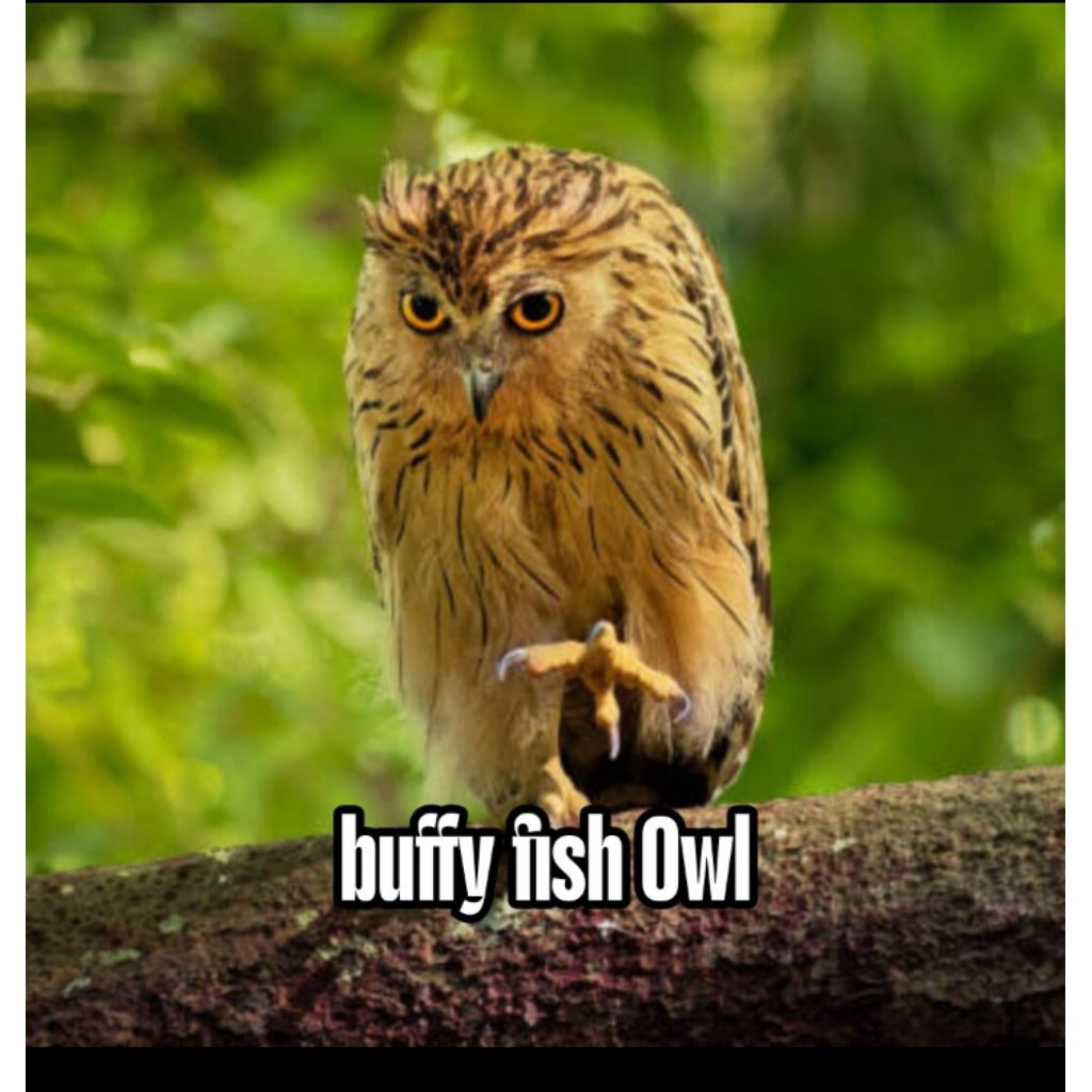 

Telur fertil hantu Buffy Fish Owl siap ditetaskan