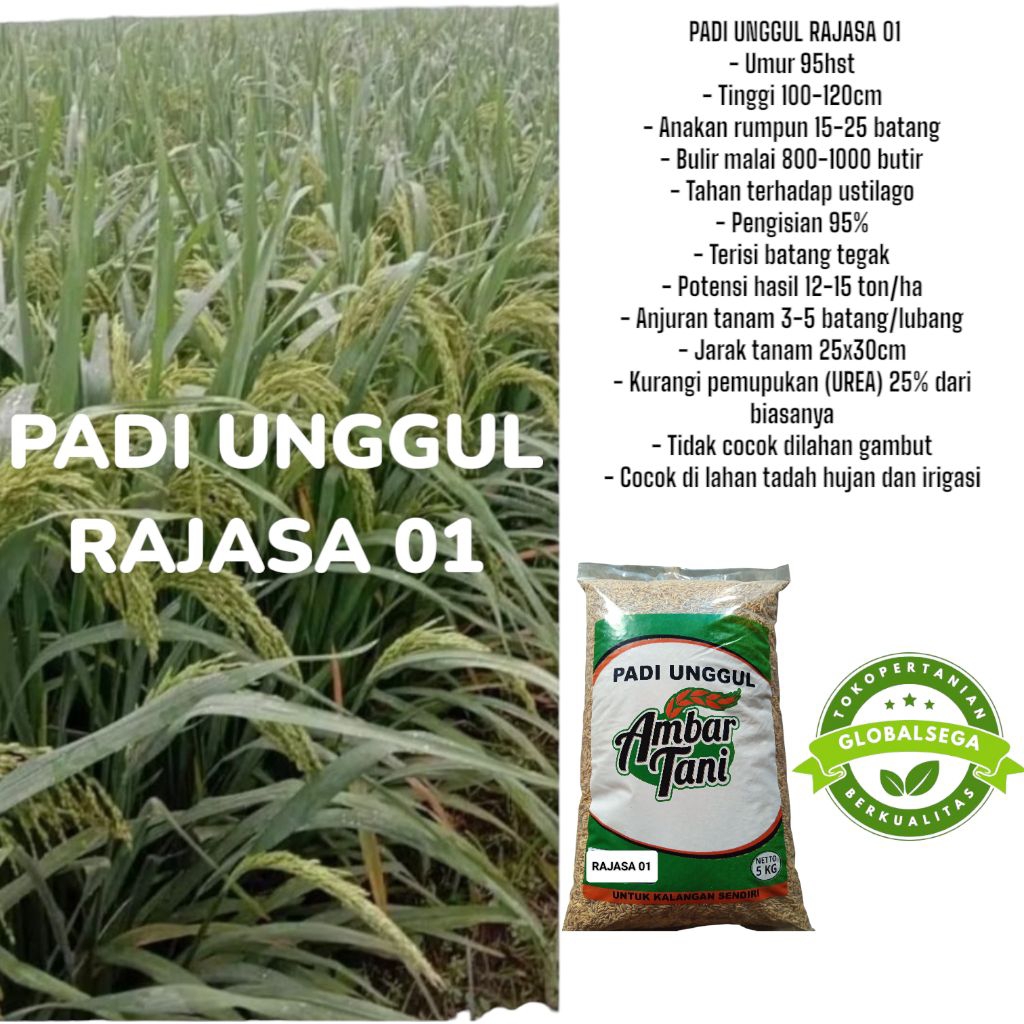 Bibit Padi Benih PadiUnggul RAJASA 01 ORIGINAL KEMASAN 5KG