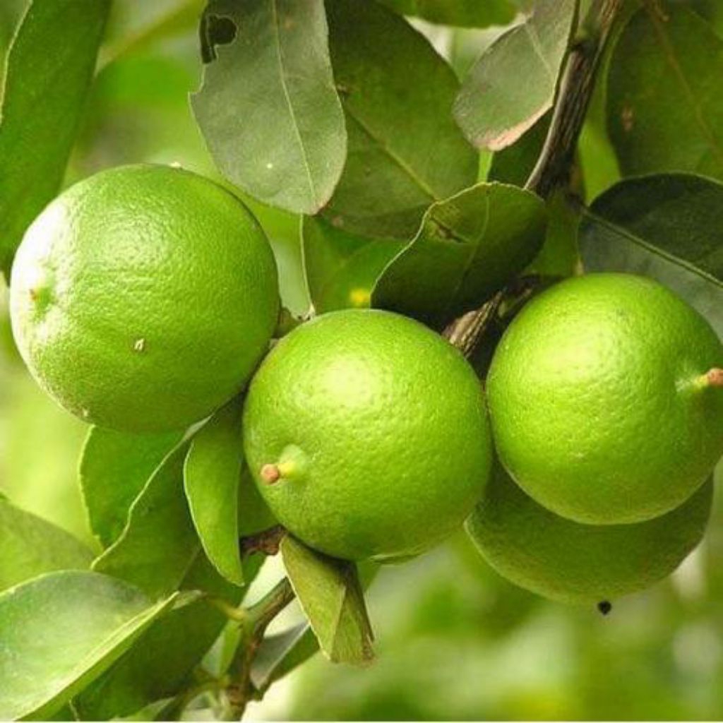 

1kg jeruk nipis / mipis segar khas pangandaran