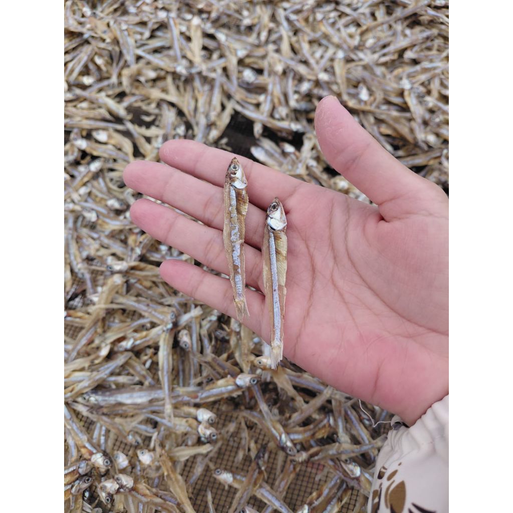 

Teri Jengki kering/ teri jengki tawar/ teri jengki tawar termurah