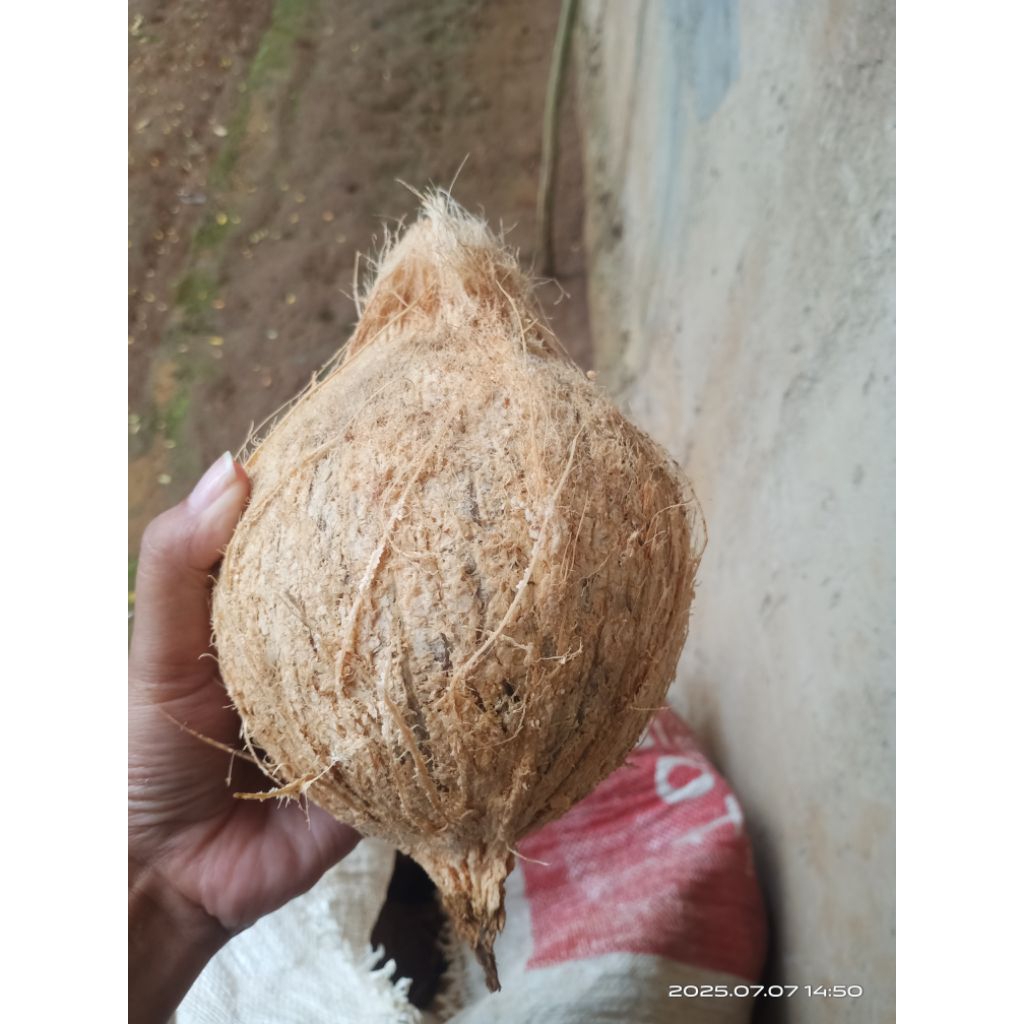 

buah kelapa tua(bahan santan) segar