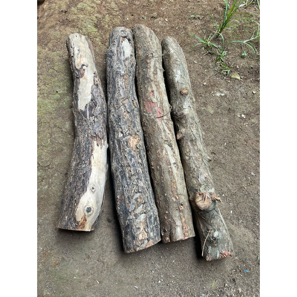 kayu dewandaru ukuran besar