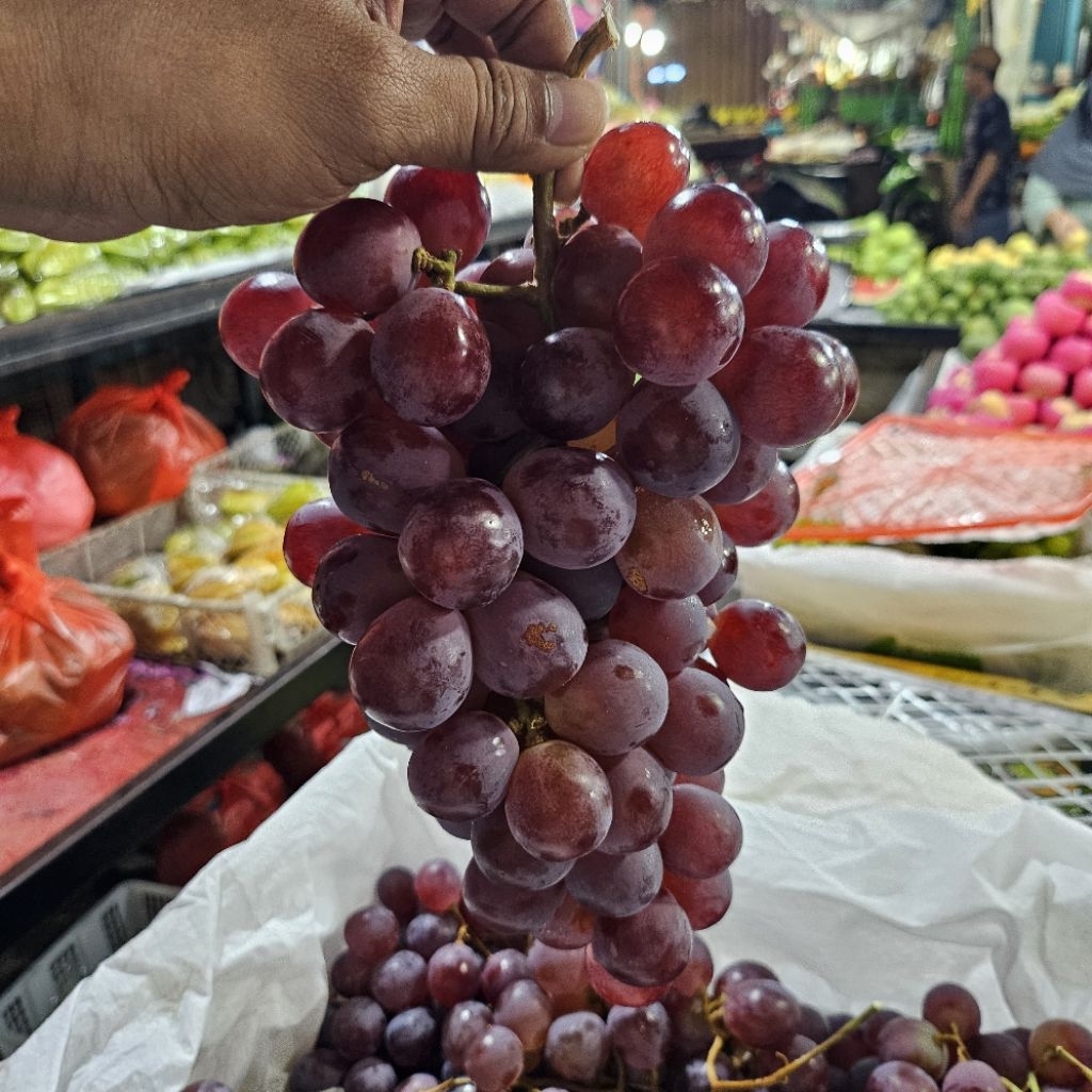 

Red Globe Fresh Grade A Buah Premium grape segar import 500gr