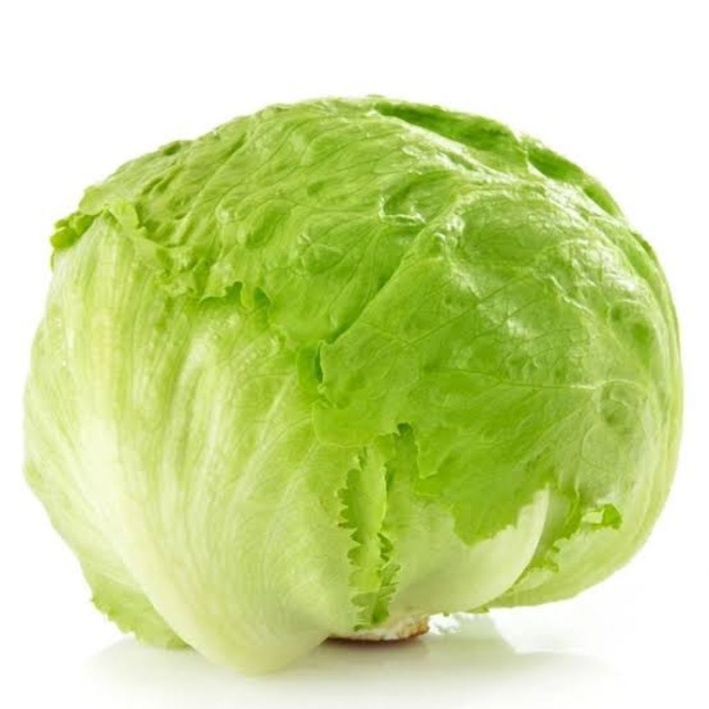 

Lettuce Segar - Daun Selada Hijau Renyah untuk Salad & Burger